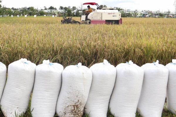 Bocoran Bapanas soal Jadwal Beras Murah Turun ke Pasar